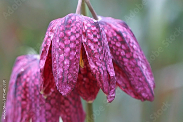 Obraz Fritillary flowers in Spring	
