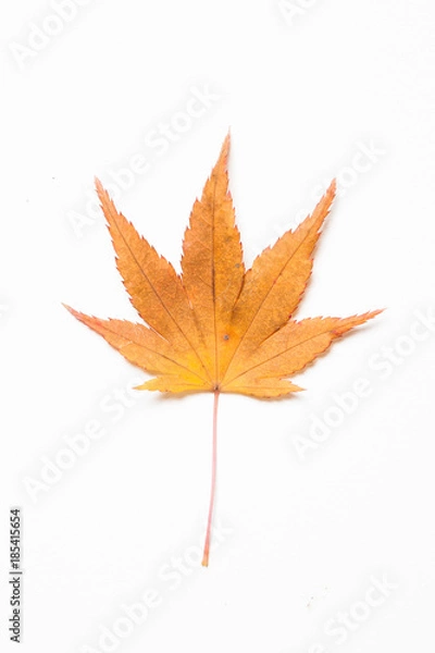 Fototapeta Maple leaf on a white background