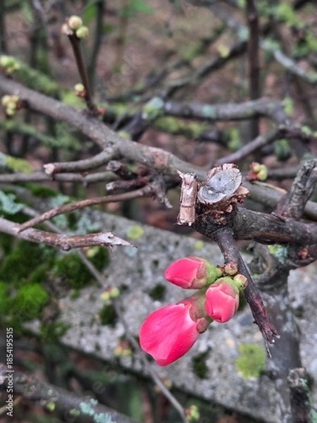 Obraz Quince apple tree blossom