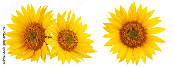 Obraz Sunflower isolated on a white background