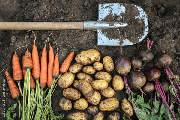 Obraz Autumn harvest of fresh raw vegetables carrot, beetroot and potatoes on soil ground with shovel in garden, top view. Bunch organic vegetable background texture