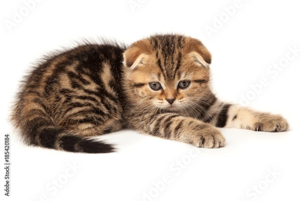 Fototapeta Portrait cat, scottish Fold on white background
