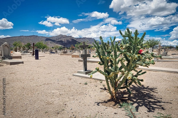 Obraz Cactus at Concordia