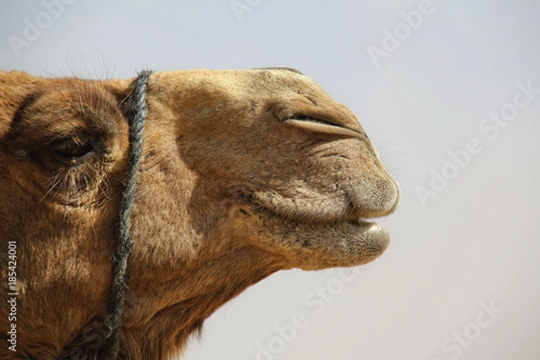 Obraz camel face