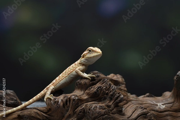 Obraz bearded dragon on a tree log