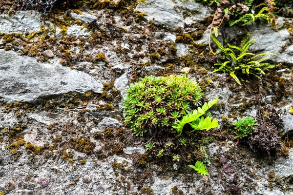 Obraz Plants growing in a harsh rocky limestone environment
