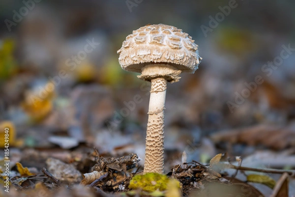 Obraz Parasol mushroom close up