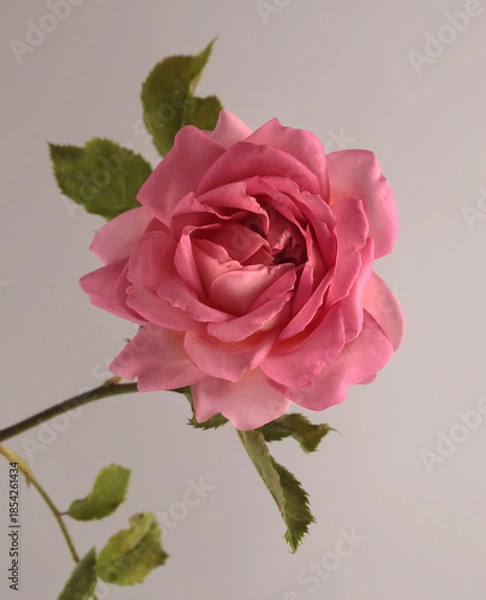 Fototapeta Close-up cream pink Rose Flower bud Petal on beige gray. Natural background.