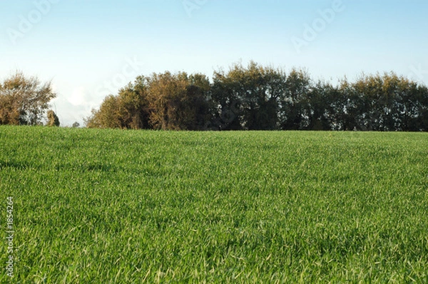 Fototapeta green landscape