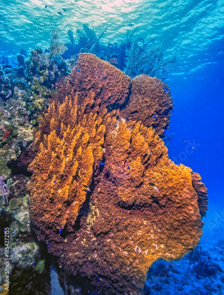 Obraz giant barrel sponge,Xestospongia muta