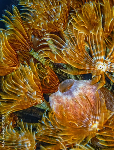 Obraz Split crowned tubework in closeup