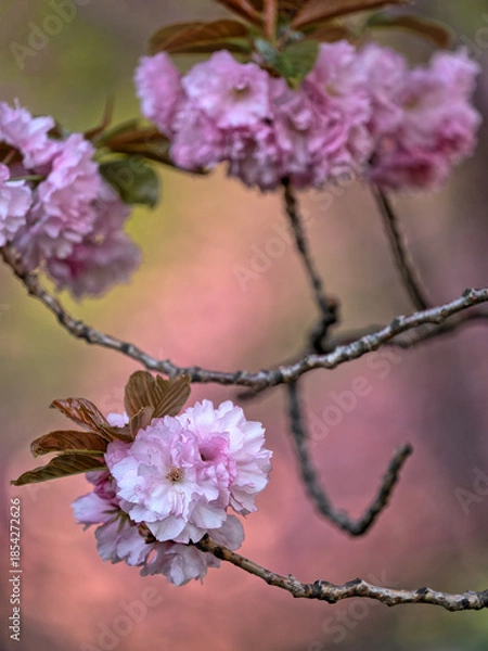 Obraz Central Park in spring, Cherry Blossoms