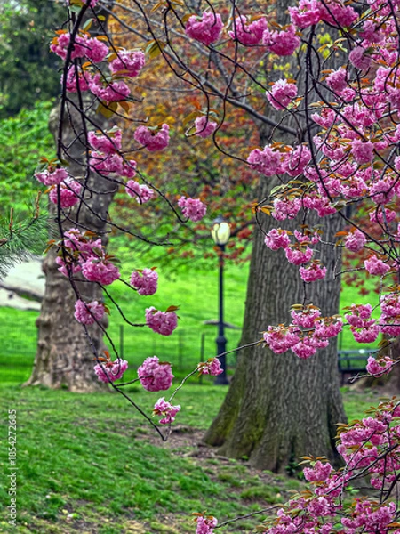 Obraz Central Park in spring