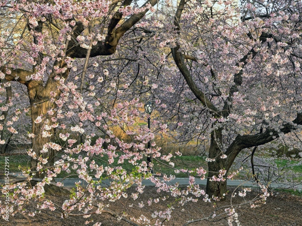 Obraz Central Park in spring