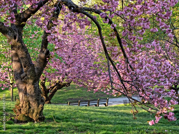 Obraz Central Park in spring