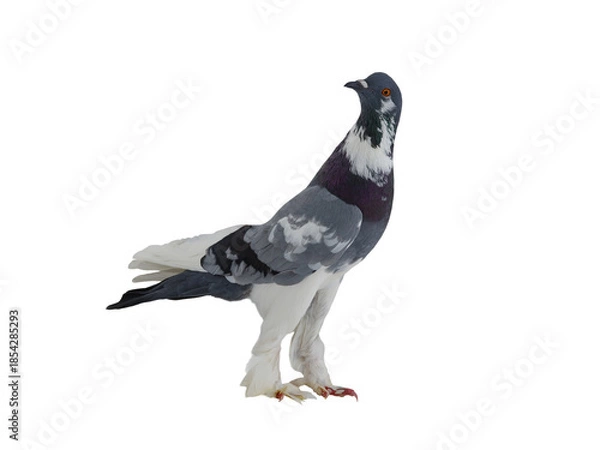 Obraz graceful pigeon ( English Pouter) isolated on white background