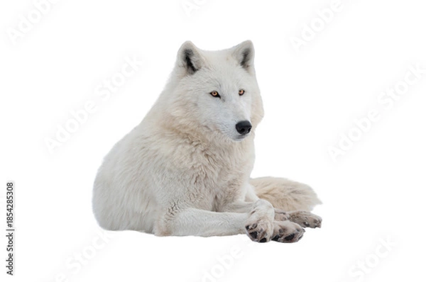 Obraz Arctic wolf lying isolated on white background