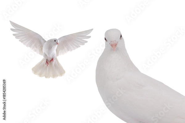 Obraz white doves isolated on a white background
