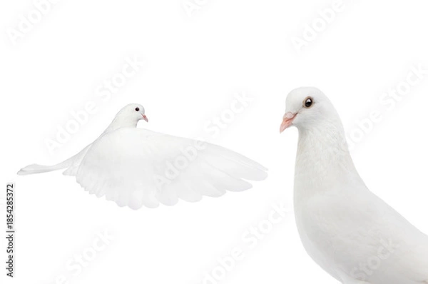 Obraz white dove isolated on a white background