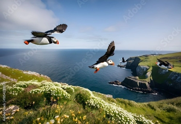 Obraz A close up of an Atlantic Puffin