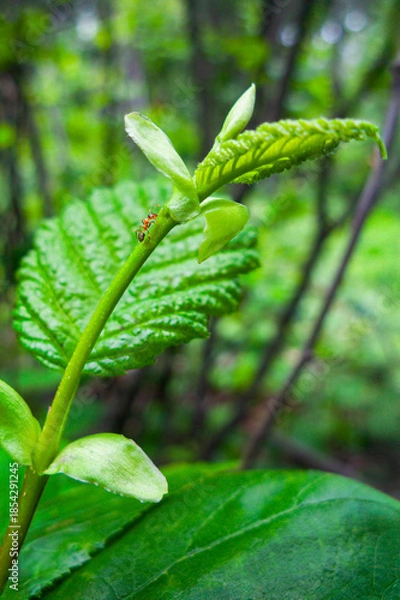 Obraz Ant Climbs Up Plant Stalk