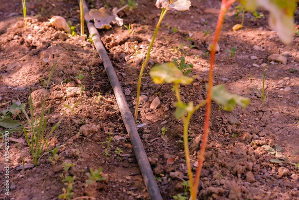 Fototapeta Close-up of modern drip irrigation pipe efficiently watering young seedlings and garden plants growing amongst some weeds in brown soil. Essential for agricultural concepts. Selective focus.