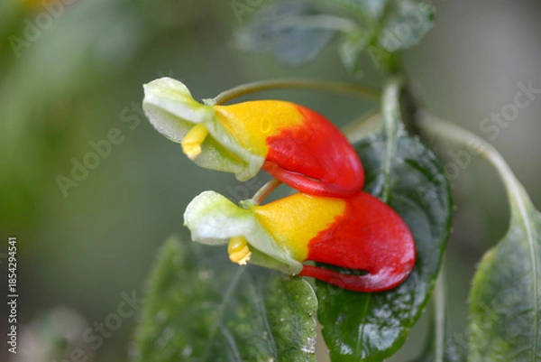 Obraz インパティエンス・ニアムニアメンシス