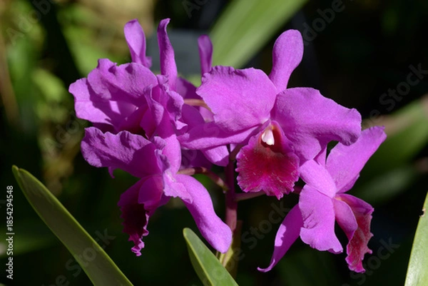 Obraz カトリアンテ・モリータイラー