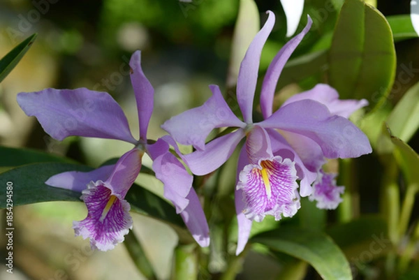 Obraz カトレア・マクシマ