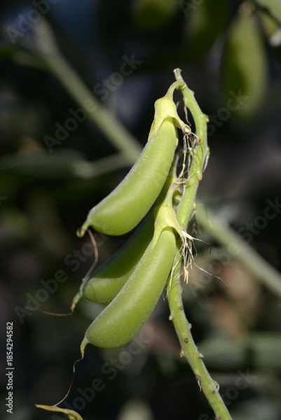 Obraz クロタラリア・カコンガミー