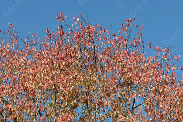 Obraz ナンキンハゼ