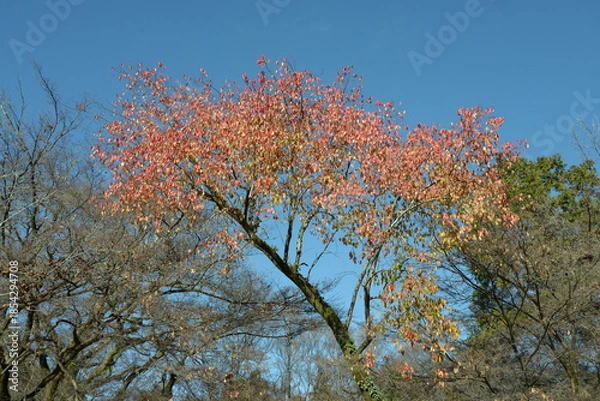 Obraz ナンキンハゼ