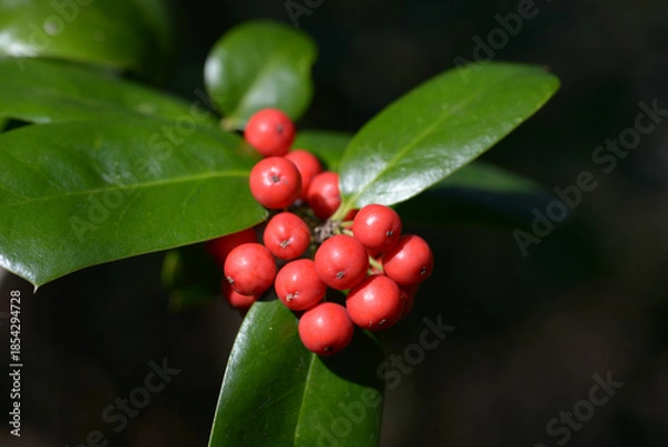 Obraz ヤバネヒイラギモチ