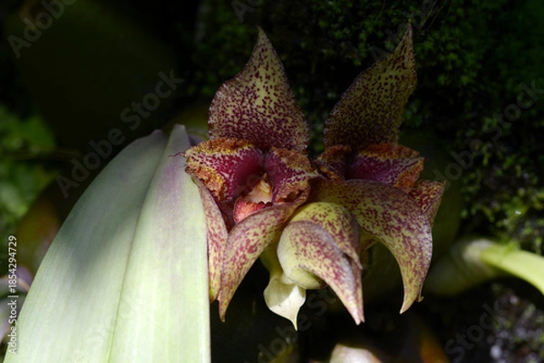 Obraz ブルボフィルム・マクロブルブム