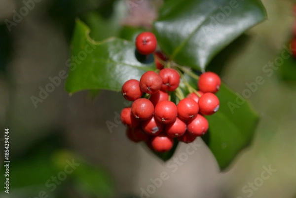 Obraz ヤバネヒイラギモチ