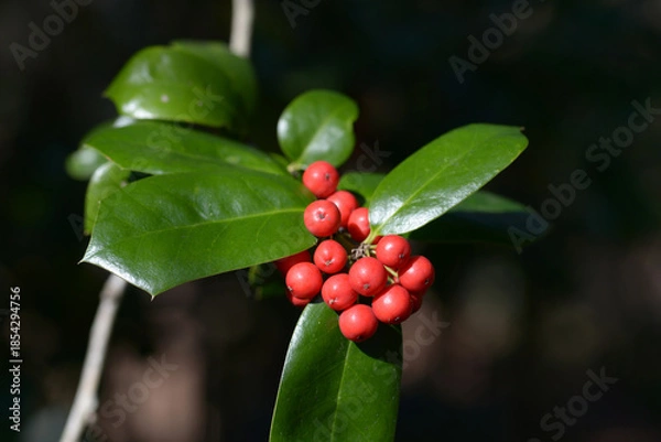 Obraz ヤバネヒイラギモチ