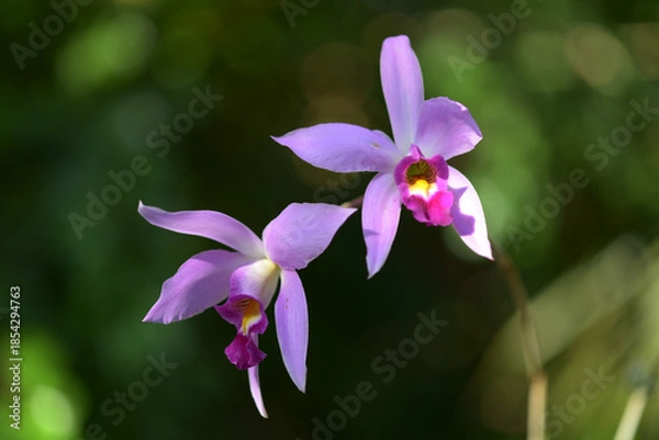 Obraz レリア・アンケプス