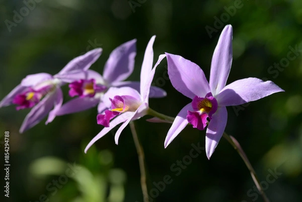 Obraz レリア・アンケプス