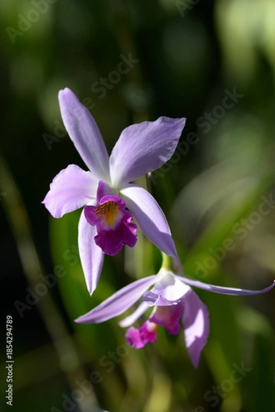 Obraz レリア・アンケプス