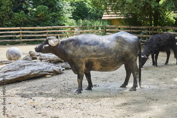 Obraz Large water buffalo in its enclosure