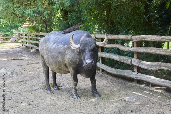 Obraz Large water buffalo in its enclosure