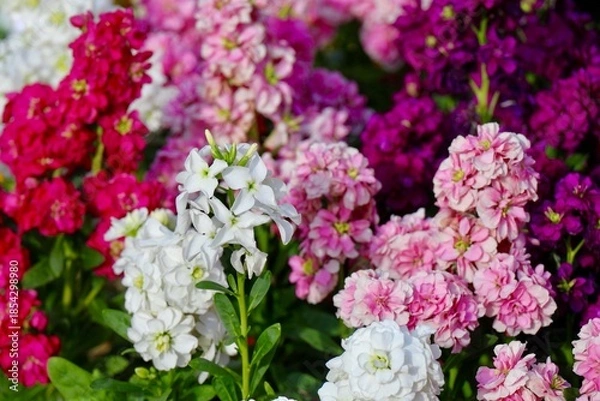 Fototapeta 赤白ピンク紫のキンギョソウの花