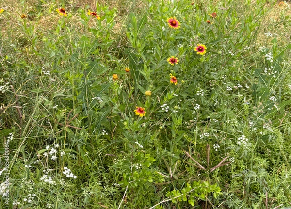 Obraz Texas Wildflowers