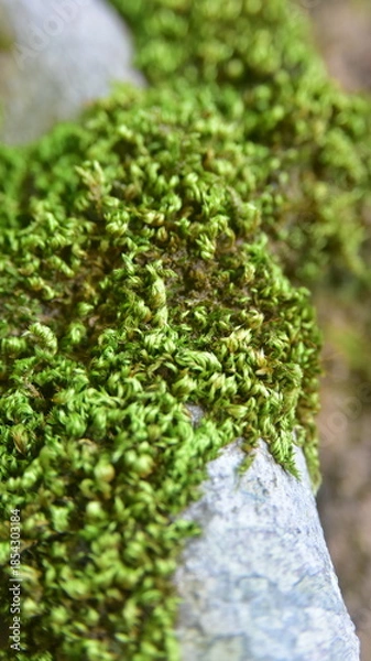 Obraz moss on the stone