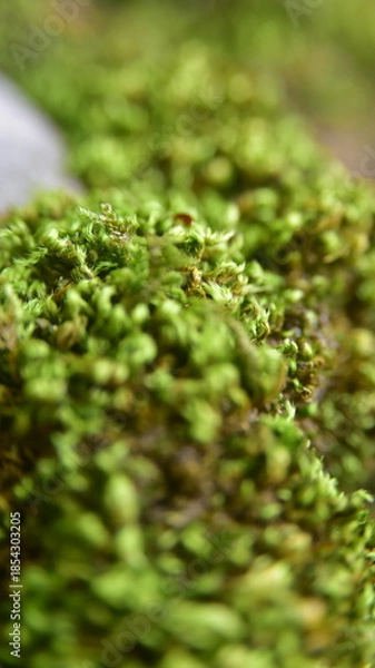 Obraz green moss on the stone