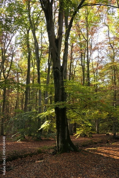 Obraz Sonne im Herbstwald
