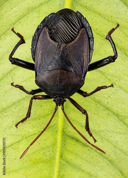 Obraz Insect Bronze Orange Bug