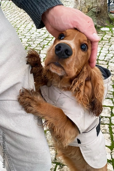 Obraz Adorable Cocker Spaniel Puppy Getting Petted