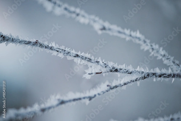 Fototapeta 霧氷