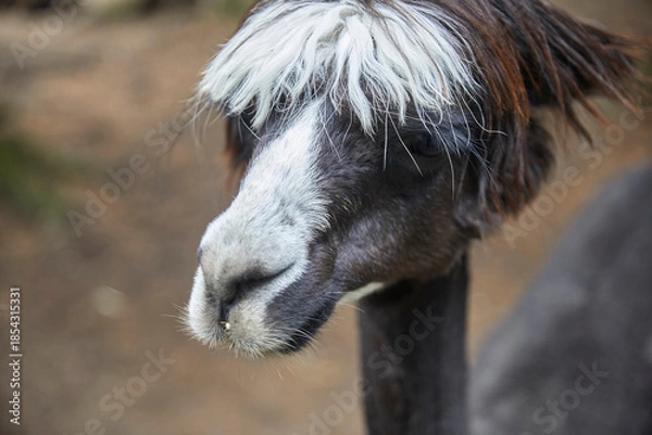 Obraz Funny portraits of curious alpacas.